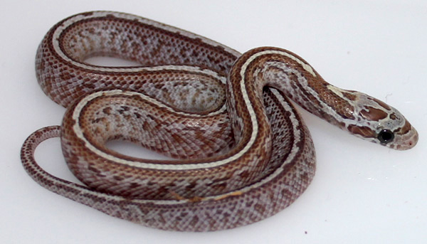 tessera_4_1.jpg