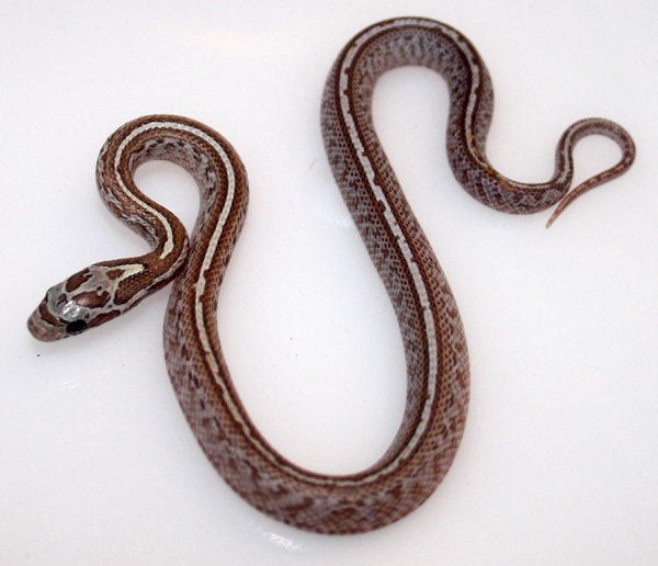 tessera_4_2.jpg